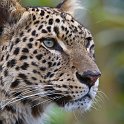 slides/_MG_4983.jpg wildlife, feline, big cat, cat, predator, fur, spot, persian, leopard, eye WBCS17 - Persian Leopard